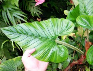 Plante-verte-philodendron-Flickr-Brians-Botanicals