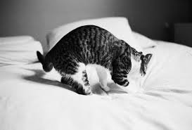 2014-11-07-09-54-25-1072216556