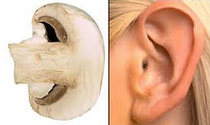 astuces de grand mer echampignon