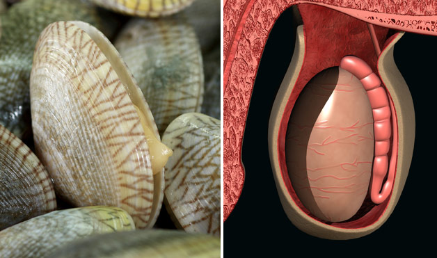 astuces de grand mere -Clams-Testicles.jpg