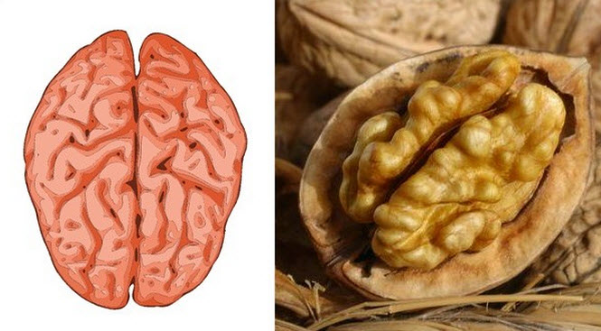 astuces de grand mere noix.jpg