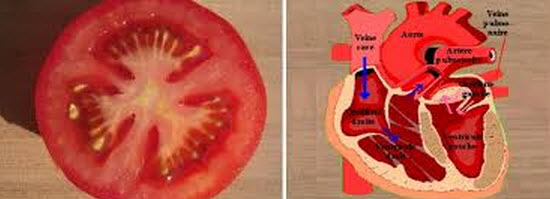 astuces de grand mere  tomate