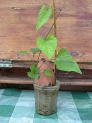 téléchargement (1)