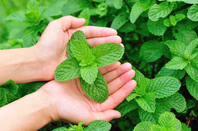 sirop de menthe fait maison.jpg