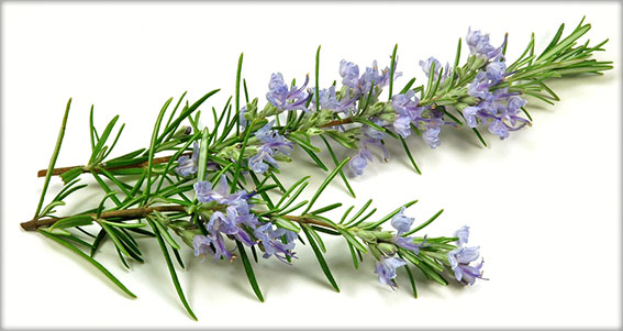 Rosemary flowers