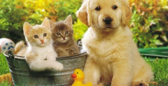 Vinaigre blanc contre les puces : utile en prévention  Si vous pensez que votre animal de compagnie (chien ou chat) a été dans un endroit à risque : Remplissez une bouteille avec une moitié d'eau et l'autre moitié de vinaigre blanc. Appliquez cette solution directement sur le poil de votre chien ou de votre chat, en frottant bien pour que le mélange pénètre. Évitez soigneusement les yeux lors de cette opération. Bon à savoir : les chats n'aiment pas du tout l'odeur du vinaigre blanc, il faudra donc bien les tenir et les rassurer pour leur appliquer le mélange. En outre, il ne faut surtout pas appliquer ce mélange directement sur la peau du chat, cela risquerait de l'agresser. Mettez-en dans votre main et frottez délicatement le pelage. Vinaigre blanc contre les puces : efficace aussi en cas d'infestation  Si, en revanche, les puces se sont déjà installées dans le pelage de votre petit compagnon : Nettoyez votre animal avec un shampoing neutre spécialisé pour les animaux. Rincez et séchez bien votre animal. Préparez ensuite un mélange avec une cuillère à soupe de vinaigre blanc diluée dans un bol d'eau. Appliquez cette solution sur le pelage de votre animal à l'aide d'un gant de toilette, ou avec un peigne anti-puce pour plus d'efficacité. Répétez cette opération deux semaines plus tard, puis une nouvelle fois 15 jours après si les puces n'ont pas totalement disparu. Bon à savoir : brossez bien votre animal après chaque traitement, pour éliminer les puces mortes.